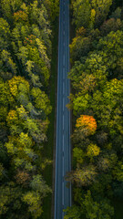 road in autumn forest