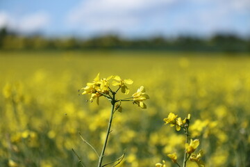 rapeseed 