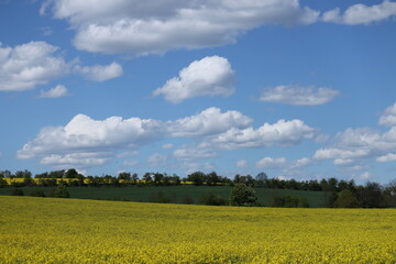 rapeseed field and sky