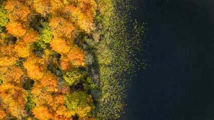autumn trees on the lake