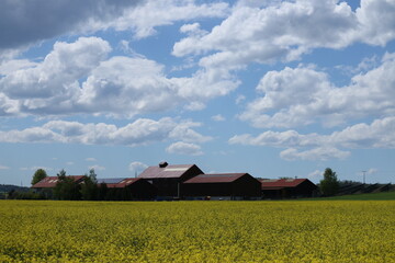 Blue Sky and Yellow Field and House