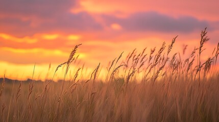 Dry plants crouch in the field in the wind during sunset. 