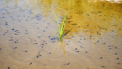 Many tadpoles in the water, top view, summer, sunny day, wildlife in France, close up, Europe