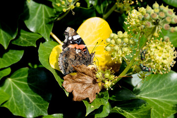 Red admiral butterfly (Vanessa Atalanta) perched on hedge (hedera helix) in Zurich, Switzerland