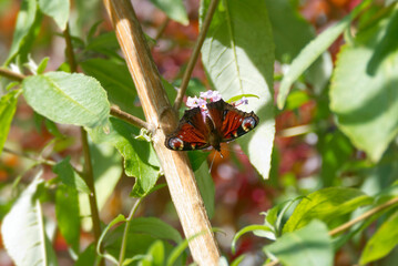 European peacock butterfly (Aglais io) perched on summer lilac in Zurich, Switzerland
