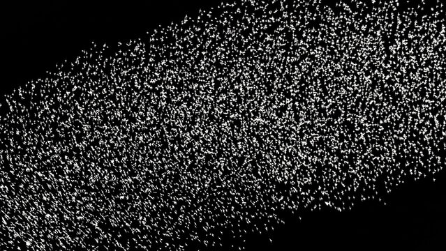 Cloud of starlings. Hundreds of starlings synchronize their flight