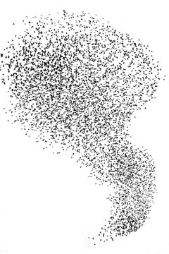 Cloud of starlings. Hundreds of starlings synchronize their flight