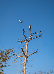 Pigeons perched on a dry, leafless tree with a blue sky in the background.