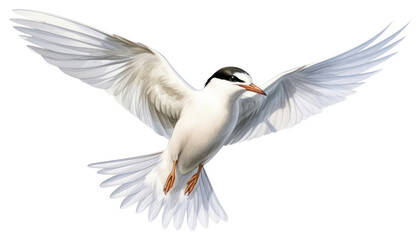 Fototapeta premium PNG Animal flying bird beak.