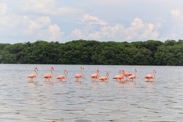 Flamingos in Yucatan Mexico