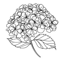 Beautiful closeup portrait of hydrangea one continuous line vector illustration isolated on white background