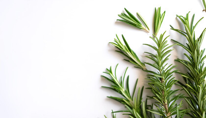 Fototapeta premium Rosemary pattern with side position provides copy space for text. background concept isolated white