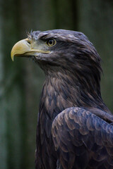 close up of a eagle