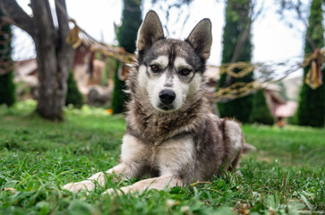 Pet dog in the park, pet care concept