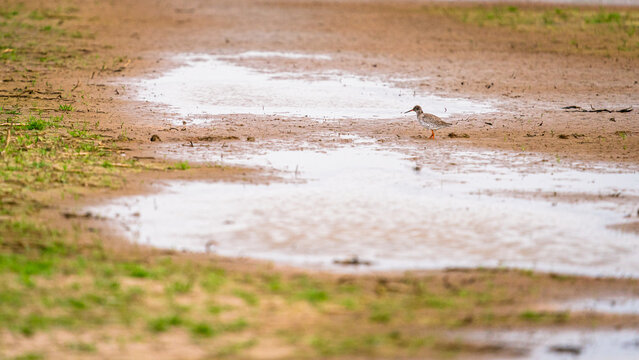 Common redshank (Tringa totanus) foraging in the water