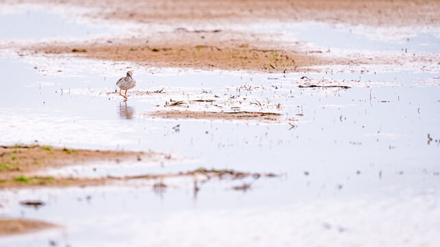 Common redshank (Tringa totanus) foraging in the water