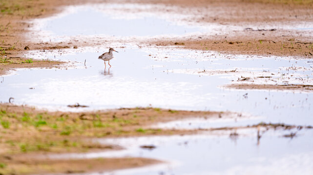 Common redshank (Tringa totanus) foraging in the water