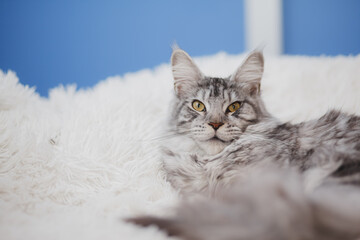 Kitten Maine Coon, looking at the camera, sitting , isolated on white