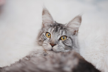 Kitten Maine Coon, looking at the camera, sitting , isolated on white