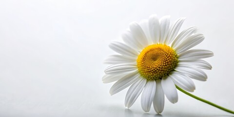 Naklejka premium Elegant Chamomile Flower on White Minimalist Background