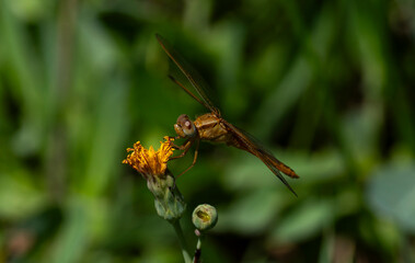 Libelula roja