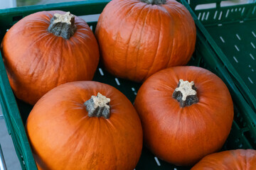 Bright orange pumpkins stacked in green containers at the farmers' market, signaling the arrival of Halloween. A festive and natural addition to autumn décor and spooky celebrations.