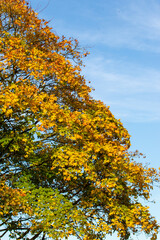 Autumn Tree with Colorful Foliage in Harrogate