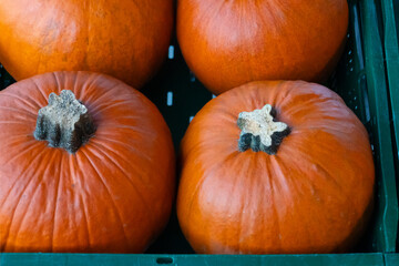 A close-up of a green plastic container filled with bright orange pumpkins, ready for carving for Halloween. These festive vegetables bring the holiday spirit and the beauty of autumn to life.