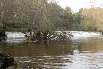 Árboles en el río