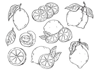 Set of hand drawn lemon and leaf  outline drawing food illustration
