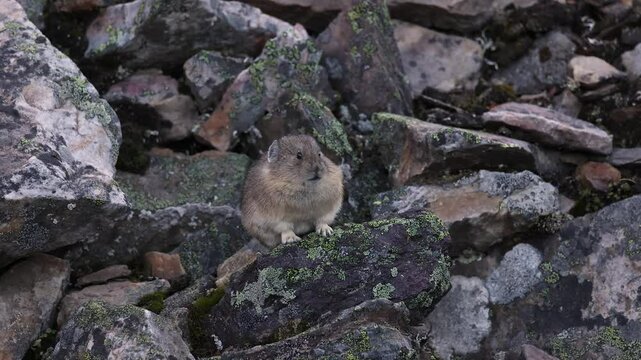 A pika in Banff National Park, Canada