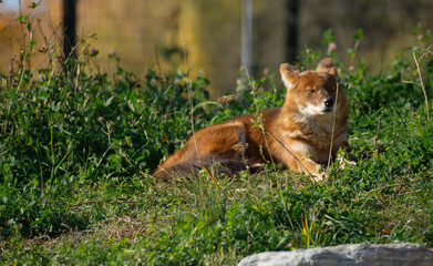 Red wolf chilling