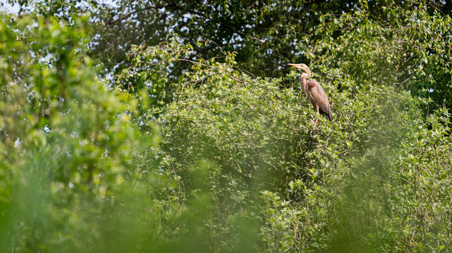 Purple heron in natural habitat. Ardea purpurea.