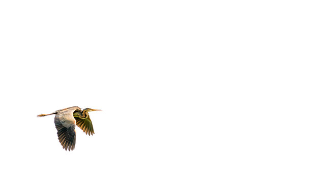 Purple heron in natural habitat. Ardea purpurea.