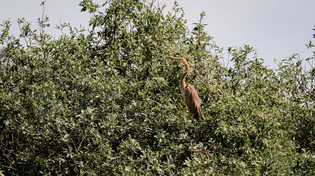 Purple heron in natural habitat. Ardea purpurea.