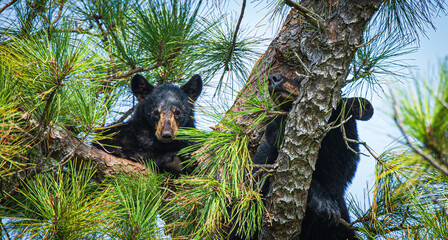 bear cub in a tree © Penny Britt