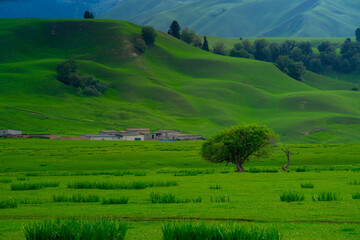 Obraz premium Nalati Grassland, one of the most beautiful grasslands in China for its alpine and valley scenery, Xinyuan County, Ili Kazak autonomous prefecture, Xinjiang Uygur autonomous region, China