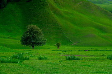 Nalati Grassland, one of the most beautiful grasslands in China for its alpine and valley scenery, Xinyuan County, Ili Kazak autonomous prefecture, Xinjiang Uygur autonomous region, China