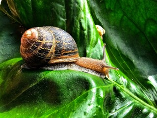common brown garden snail on a green leaf in the garden