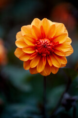 Prachtige oranje dahlia met een donkere actergrond. Macro. Puur natuur. 