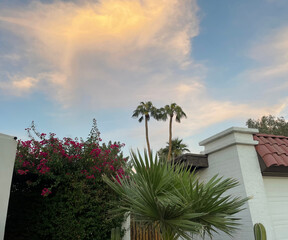 Fototapeta premium palm trees at sunset