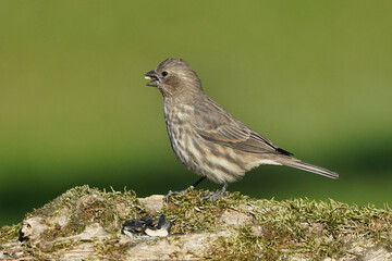 House Finch female on mossy log