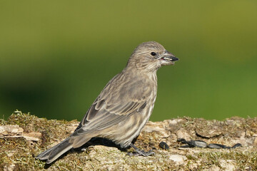 House Finch female on mossy log