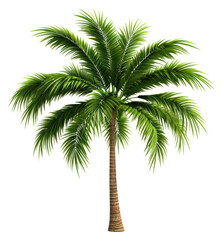 PNG Tree plant white background tranquility.