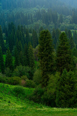 Fototapeta premium Nalati Grassland, one of the most beautiful grasslands in China for its alpine and valley scenery, Xinyuan County, Ili Kazak autonomous prefecture, Xinjiang Uygur autonomous region, China