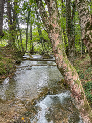 Small stream in the middle of a forest
