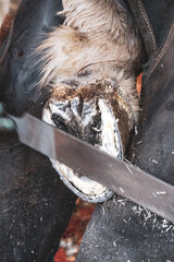  Close-Up of Farrier Filing a Horse's Hoof