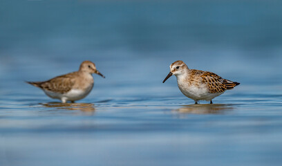 Little Stint (Calidris minuta) is a wetland bird that lives in the northern parts of Europe and Asia. It feeds in swamp areas.