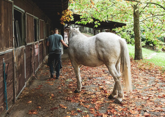 Farrier Shoeing a Horse in a Stable