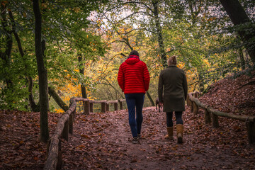 Two people walk through the autumn forest - Bokkeduinen, in the Netherlands.